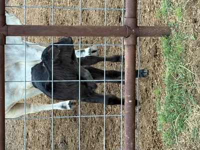 cattle listing photo