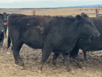 cattle listing photo