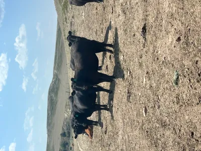 cattle listing photo