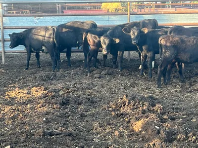 cattle listing photo