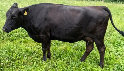 cattle listing photo