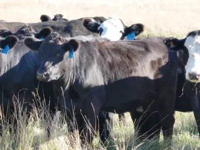 cattle listing photo