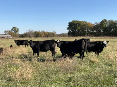 cattle listing photo
