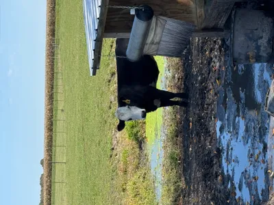 cattle listing photo