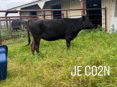 cattle listing photo
