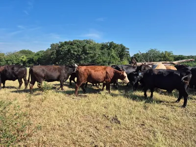 cattle listing photo