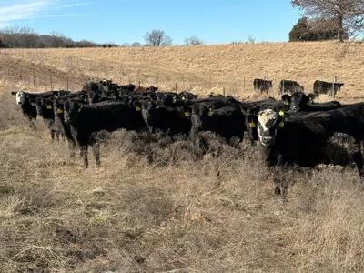 cattle listing photo