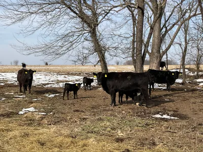 cattle listing photo