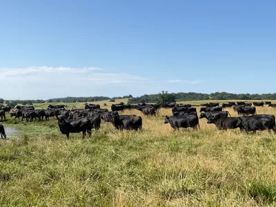 cattle listing photo