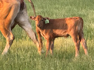 cattle listing photo