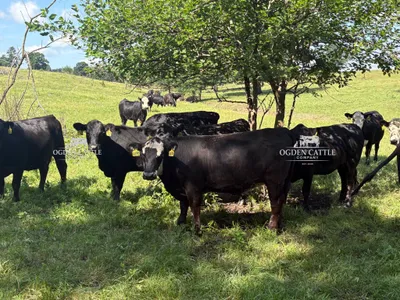 cattle listing photo