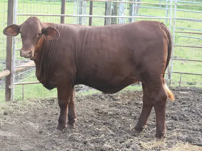 cattle listing photo