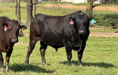 cattle listing photo