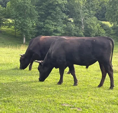 cattle listing photo