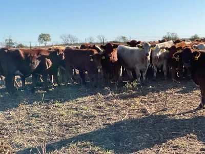 cattle listing photo