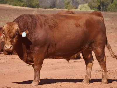 cattle listing photo