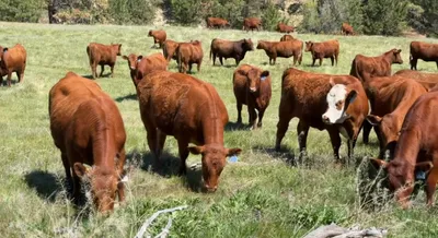 cattle listing photo