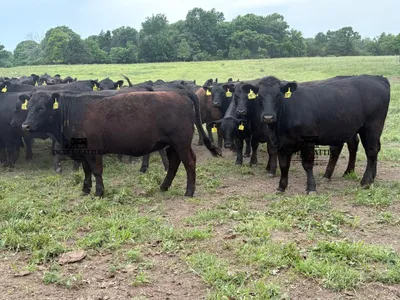cattle listing photo