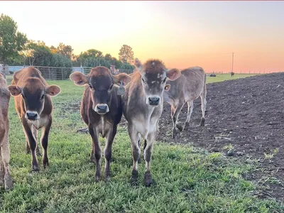 cattle listing photo