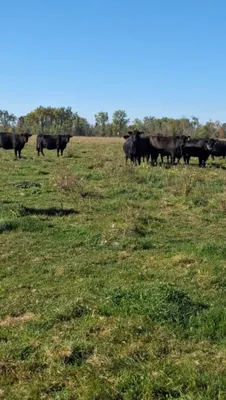 cattle listing photo