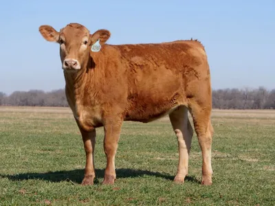 cattle listing photo