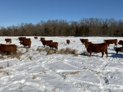 cattle listing photo