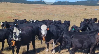 cattle listing photo