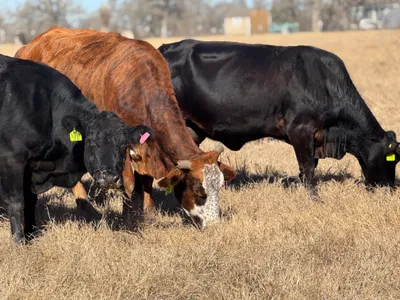 cattle listing photo