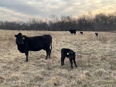 cattle listing photo