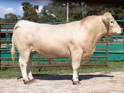 cattle listing photo
