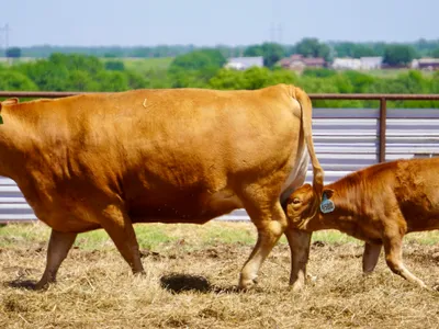 cattle listing photo