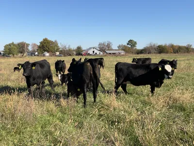 cattle listing photo
