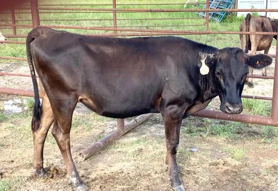 cattle listing photo