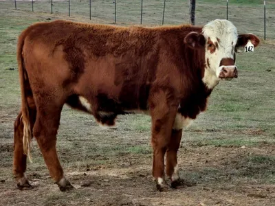 cattle listing photo