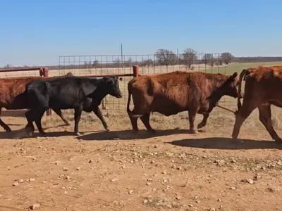cattle listing photo