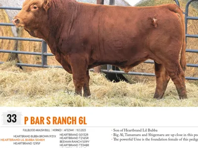 cattle listing photo