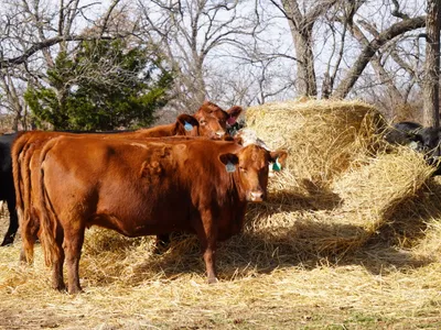 cattle listing photo