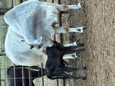 cattle listing photo