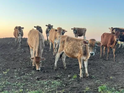 cattle listing photo