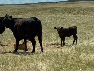 cattle listing photo