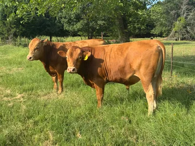 cattle listing photo