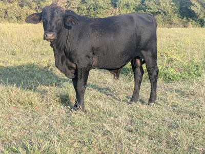 cattle listing photo