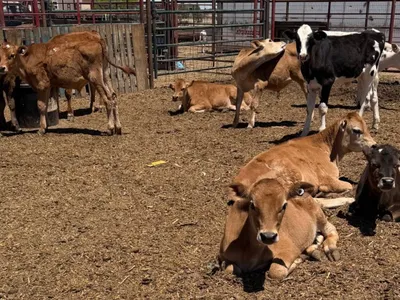 cattle listing photo