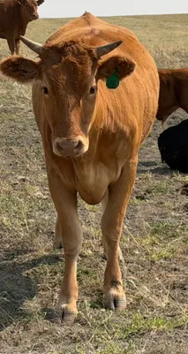 cattle listing photo