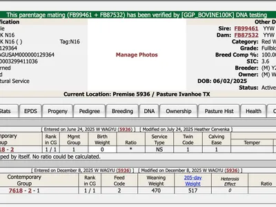 cattle listing photo