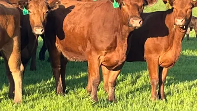 cattle listing photo