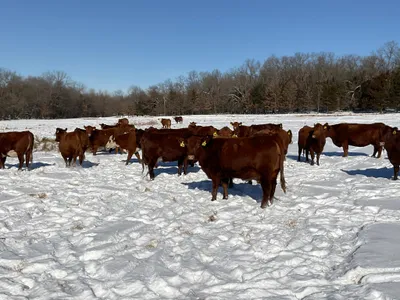 cattle listing photo