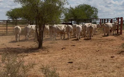 cattle listing photo