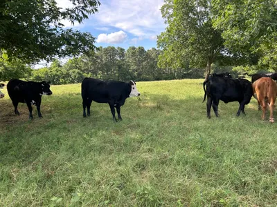 cattle listing photo