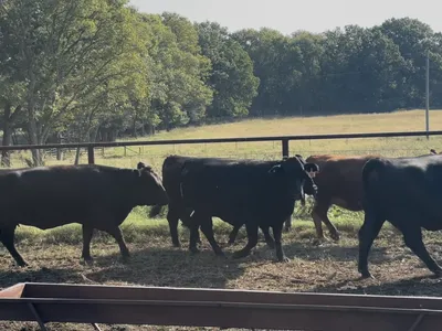 cattle listing photo